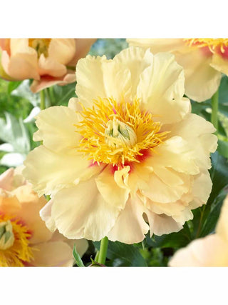 Peony Prairie Charm, 1 Root