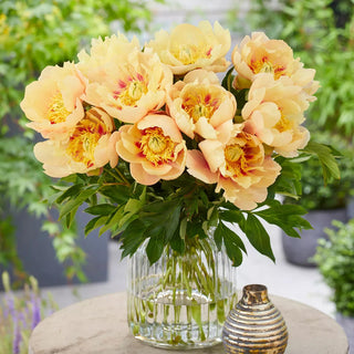 Peony Prairie Charm, 1 Root