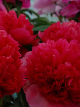 Peony Command Performance, 1 Root