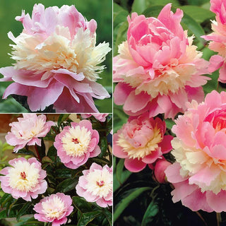 Peony Sorbet, 3 Roots