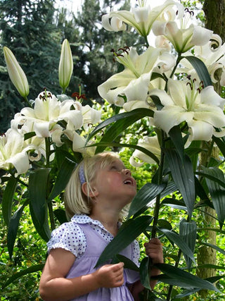 Lilies Mammoth Tall Pretty Woman, 7 Bulbs
