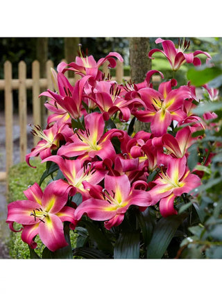 Lilies Mammoth Tall Empoli, 7 Bulbs