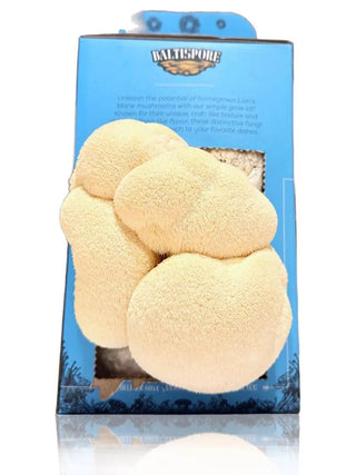 BaltiSpore Lion's Mane Mushroom Grow Kit