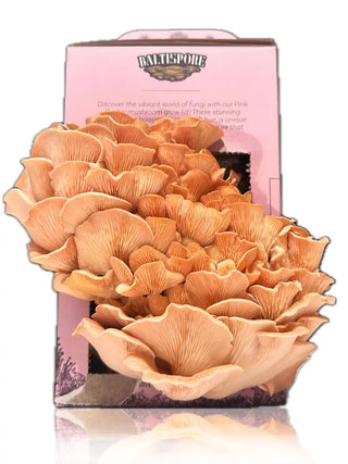 BaltiSpore Pink Oyster Mushroom Grow Kit