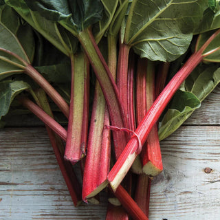 Rhubarb Victoria, 5 Plants