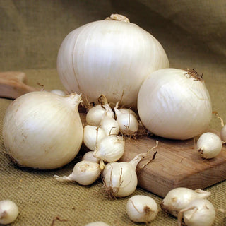 Onion Sets White, 250 Bulbs