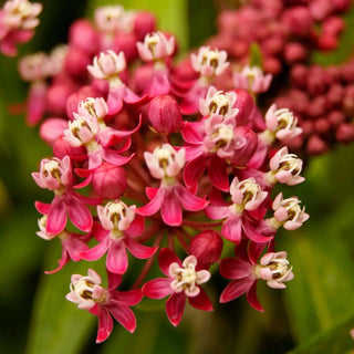 Milkweed Soulmate, 3 Roots