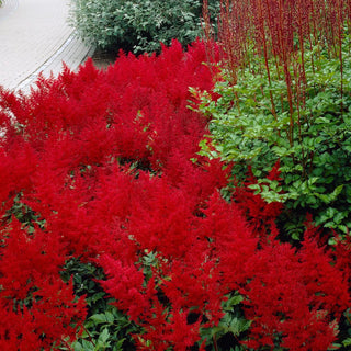 Astilbe Red Sentinel, 5 Roots