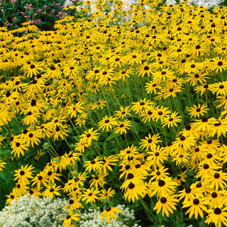 Rudbeckia Goldstrum, 5 Roots