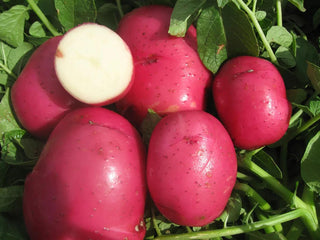 Dark Red Norland Organic Seed Potatoes