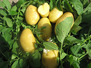 German Butterball Seed Potatoes
