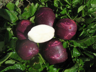 Purple Viking Seed Potatoes
