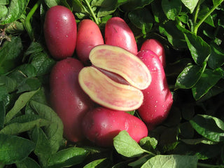 French Fingerling Seed Potatoes