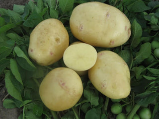Yukon Gold Organic Seed Potatoes