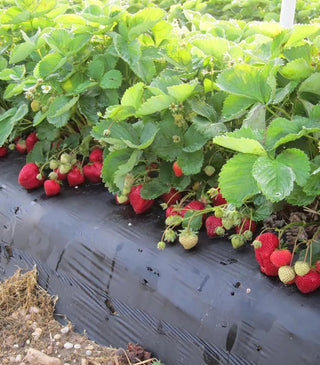 Strawberry, 'Jewel'
