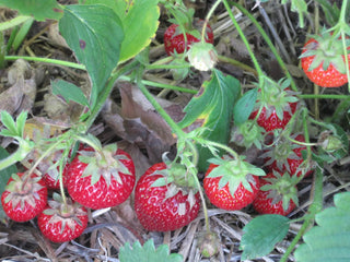 Strawberry, Seascape