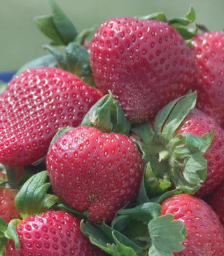Strawberry, Sparkle