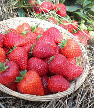Strawberry, Sweet Kiss