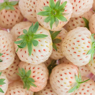 Strawberry, 'White Carolina'