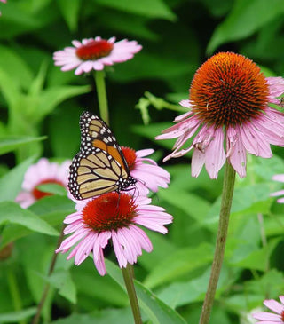 Echinacea, Magnus