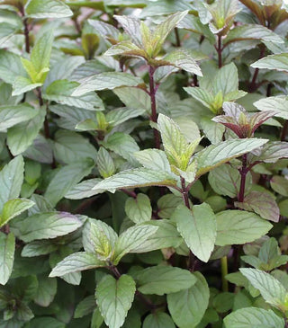 Chocolate Mint
