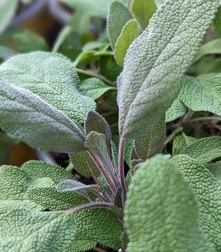 Salvia, Purple Sage