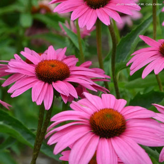 Echinacea, Ruby Star