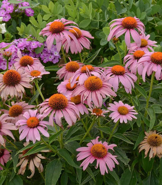 Echinacea Prairie Splendor