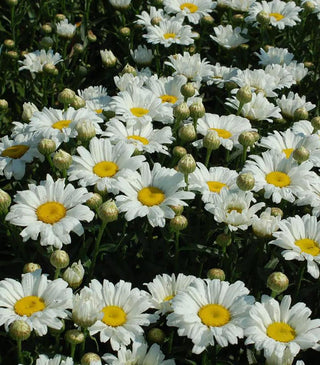Shasta Daisy May