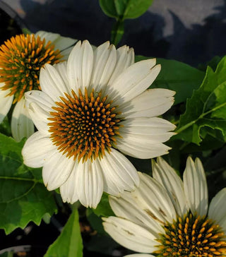 Echinacea, White Pow Wow®