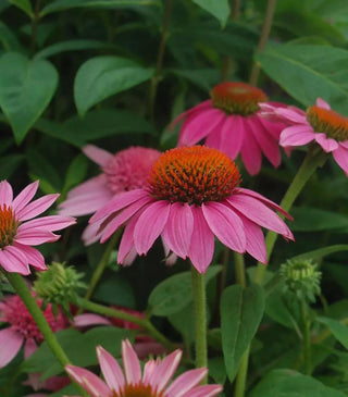 Echinacea, Wildberry Pow Wow®
