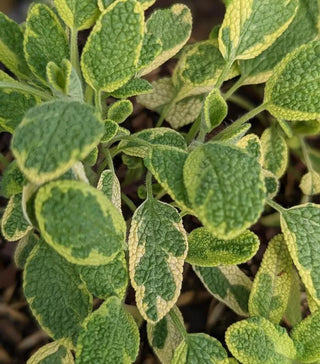 Salvia, Golden Garden Sage