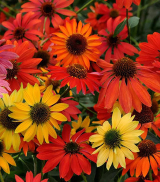 Echinacea, Cheyenne Spirit