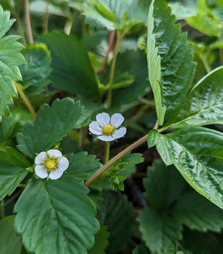 Alpine Strawberry, Alexandria