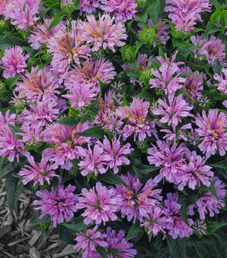 Bee Balm, Pardon Me Lavender