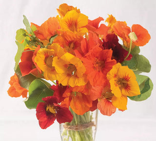Nasturtium, Kaleidoscope Mix