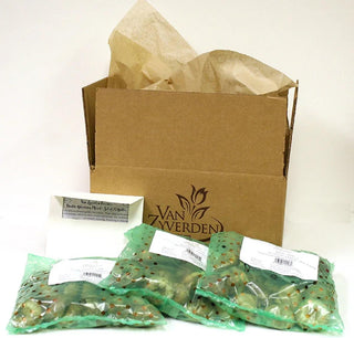 Perennial Patio Container Collection of 3