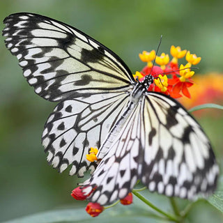 Asclepias, Butterfly Mixture, Set of 3