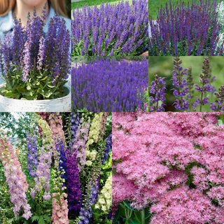 Hummingbird Perennial Sun Garden Set of 11