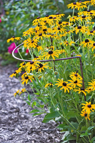 Jardin Half-Round Plant Supports, Set of 2