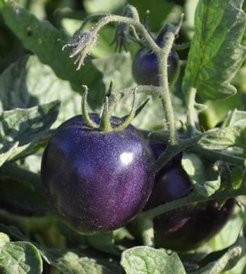 A purple tomato growing in the garden