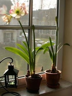 Pale pink and white amaryllis blooming in a sunny window