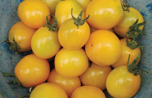 Best Tomatoes - Gold Nugget.jpg