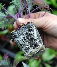 healthy seedling roots