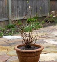 Root-pruning-hydrangea-5.jpg