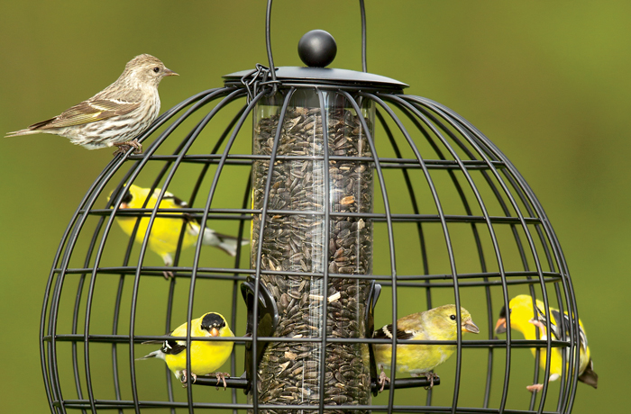 Birds at feeder 