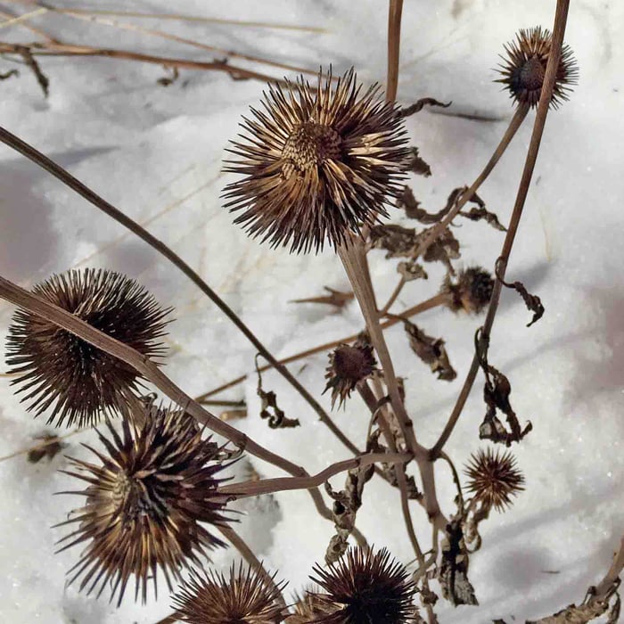 Coneflowers left up for winter