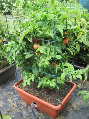 Tomatoes that grow well in pots and planters