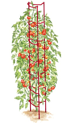 Tomato Ladders