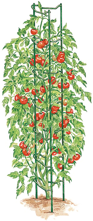 Tomato Ladders take up less space